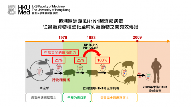 The European avian-like (EA) H1N1 swine influenza virus was derived from an avian influenza virus through interspecies jump that occurred prior to 1979. The EA swine influenza viruses have been established in pig herds in European and Asian countries since 1979. The EA swine viruses donated the neuraminidase (NA) and M gene segments to the A(H1N1)pdm09 virus that caused the 2009 influenza pandemic. 
In this study, Su et al. investigated the molecular changes facilitated the avian-to-pig adaptation of the EA swine influenza viruses. Ancestral sequence reconstruction was used to gain viruses representing different adaptive stages of the EA swine influenza virus as it transitioned from avian to swine hosts since 1979. A key parameter for virus adaptation in a new host is its transmissibility.Transmissibility is assessed by counting the proportion of contact piglets (N=4) that become infected after co-housing with infected donor pigs in the same cage, a condition that allows all major modes of transmission to occur.
The research team found that the EA swine influenza viruses acquired amino acid changes in the viral polymerase (PB1-Q621R) and nucleoprotein (NP-R351K) that facilitated efficient pig-to-pig transmissibility after 1983. The results suggest a potential window for intervention (1979-1983) before the virus is fully adapted in pigs.